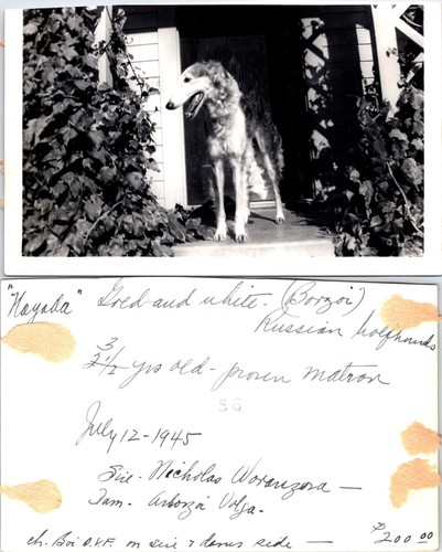 1945 borzoi russian - 1945,