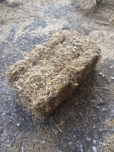 Small bale wheat straw - wheat,
