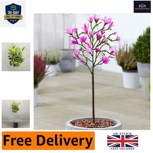Vibrant magnolia susan tree - magnolia,