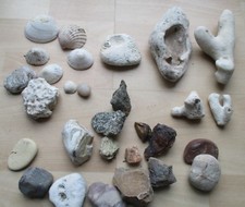 Mixed sea shells dead - mixed, coral