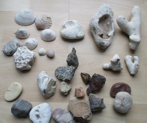 Mixed sea shells dead - shells,