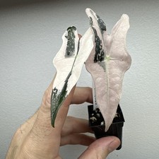 Alocasia Nobilis Pink