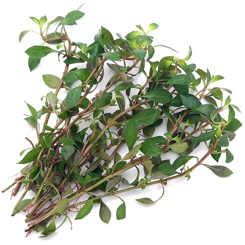 Ludwigia repens live aquarium - live,