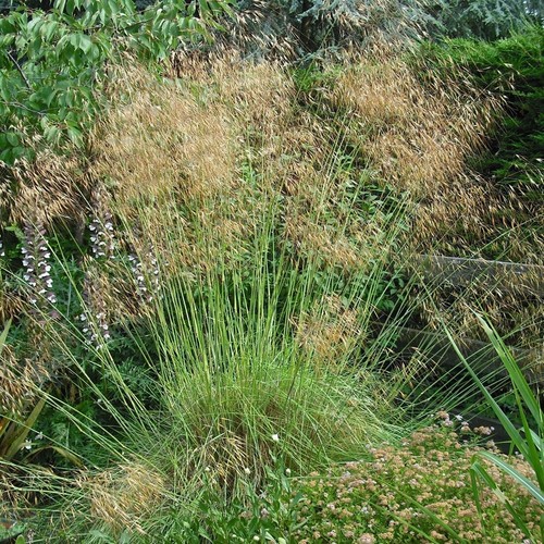 Stipa gigantea grass - gigantea,