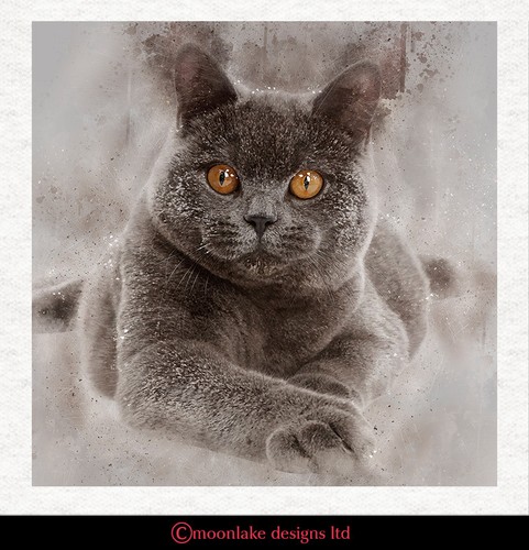 Cat british blue - cat,