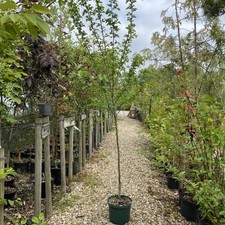 Crataegus Flora Plena Pink