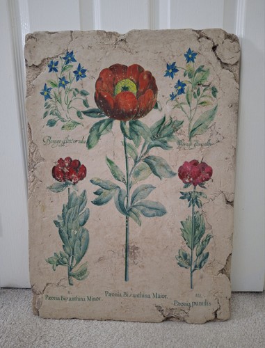 Large basilius besler peony - large,