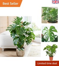 Air-Purifying Monstera Cheese