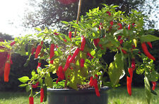 STEFS SEEDS MULTIBUY Lisitng of Chilli Seeds.