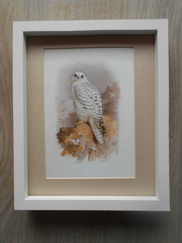 Archibald thorburn print - archibald,