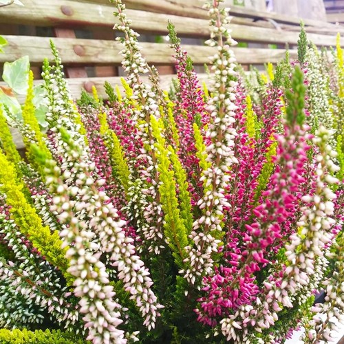 Calluna heather tricolour - calluna,