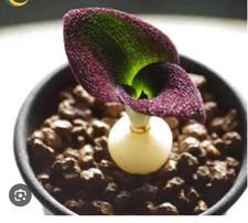 Massonia pustulata bulb (Japan selected),  succulent/ houseplant/ rare plant 