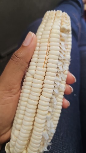 White maize corn 1kg pcs - maize,