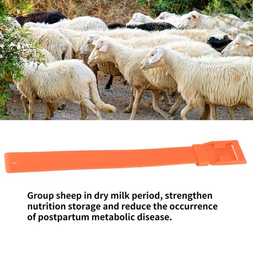 10pcs goat collar sheep - 10pcs,