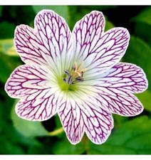 Hardy Geranium Versicolor