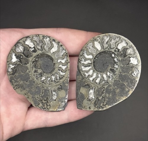 Pyrite ammonite pair - cut, &