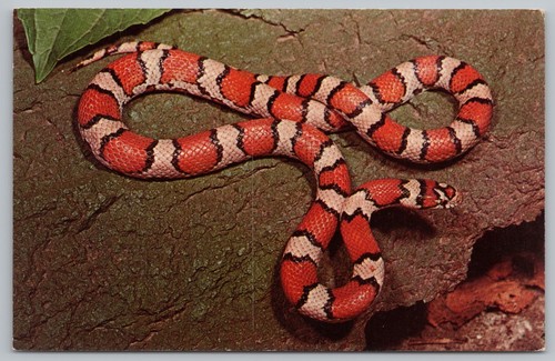 Vibrant red milk - milk, reptile