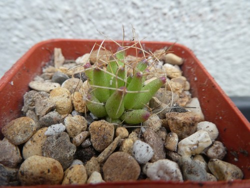 Mammillaria campotricha shown - mammillaria,
