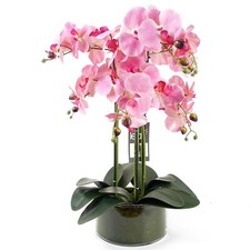 Artificial Orchid with Glass