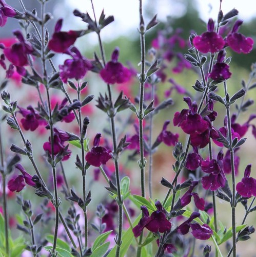 Perennial salvia plug plants - perennial,
