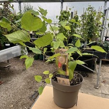 Morus Mojo Berry - Dwarf Mulberry Tree - 21cm Pot 65cm plants - Tasty fruits