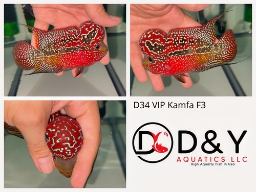 D34 live aquarium flowerhorn - -,