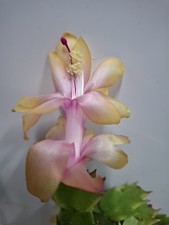 Yellow Christmas Cactus