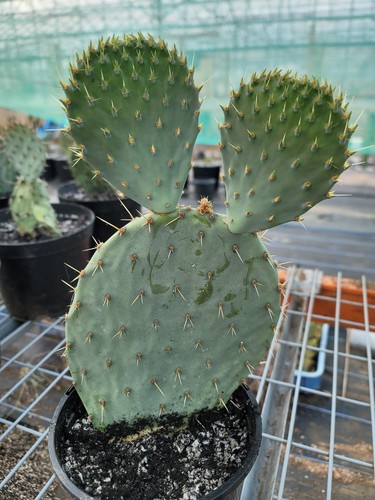 Large rooted opuntia robusta