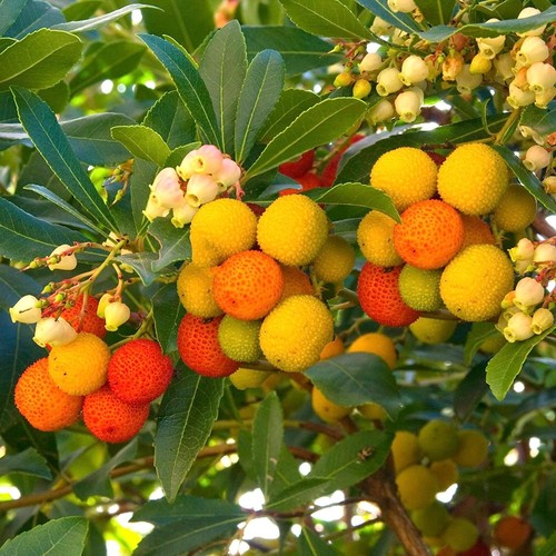 Arbutus unedo compacta - unedo,
