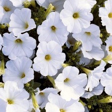 Petunia mini plug plants white