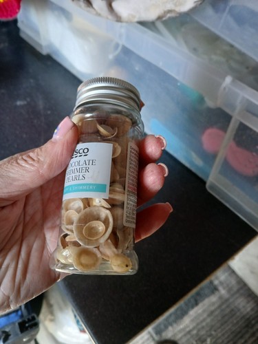 Small sea shells assorted - small,