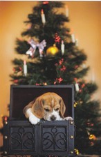X-MAS POSTCARD *BEAGLE PUPPY