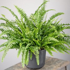 Potted Nephrolepis Boston Fern