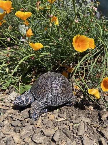 Tortoise statue brown - tortoise,