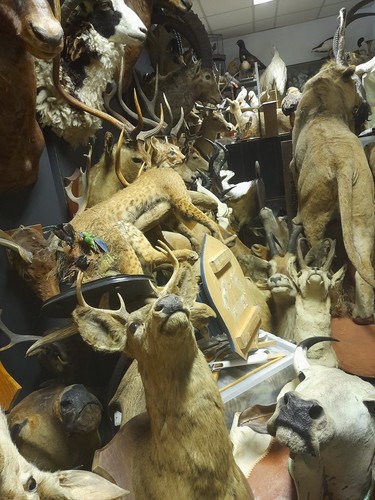 Antique vintage taxidermy - antique,