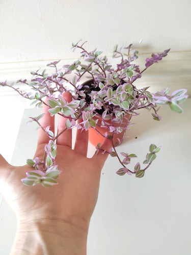 Callisia repens rosato pink - callisia,