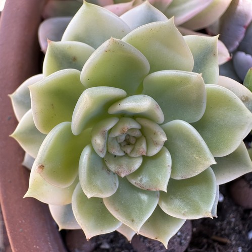 Echeveria variegated tinkerbel - echeveria,