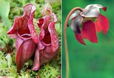 Sarracenia purpurea (Purple Pitcher Plant) 5 - 50 Seeds RARE Indoor or Garden UK