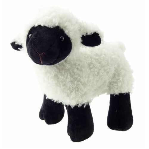Scottish black face - black, sheep
