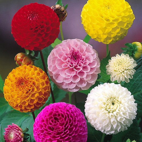 Dahlia pom lucky - dahlia,