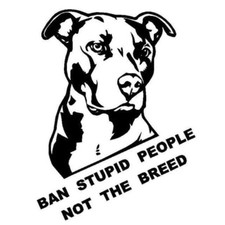 XL american Bully Pitbull Dog