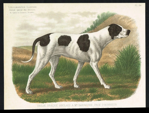 English pointer antique - –,