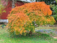 15 VIRIDIS LACELEAF MAPLE