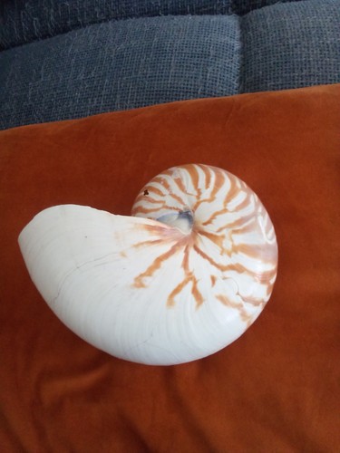 Large nautilus shell - ,