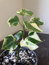 Senecio macroglossus - senecio,