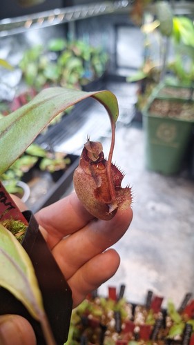 Nepenthes x - nepenthes,