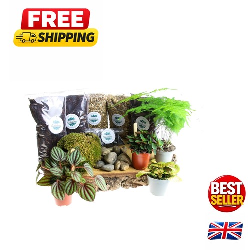 Large terrarium starter - terrarium, kit