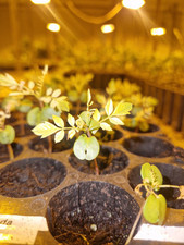 Jacaranda mimosifolia, Jacaranda Tree, Plug Plants.