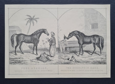 Antique 1882 Equestrian Print