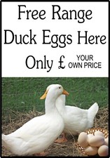 DUCK EGGS SIGN.  Chicken